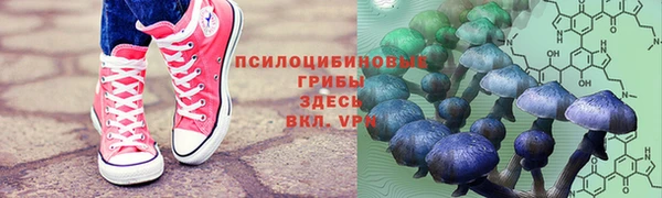 хмурый Аркадак