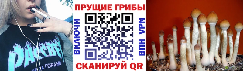 Галлюциногенные грибы MAGIC MUSHROOMS  Зуевка 